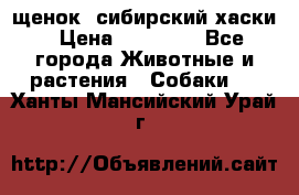 щенок  сибирский хаски › Цена ­ 12 000 - Все города Животные и растения » Собаки   . Ханты-Мансийский,Урай г.